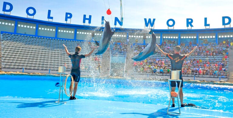 Delfin Show und Schwimmen mit Delfinen