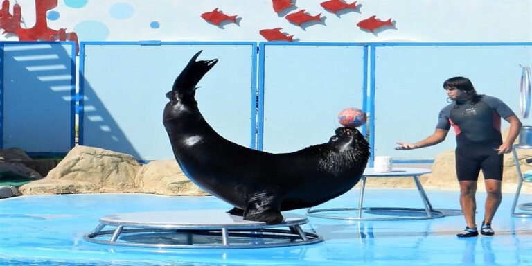 Delfinshow Makadi bay – Delfinarium Hurghada