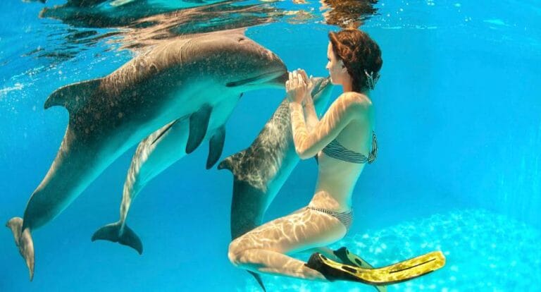 Dolphin House Schnorchel Tagesausflug