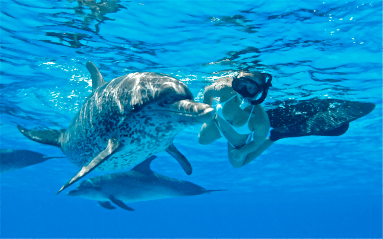 Dolphin House Schnorchel Tagesausflug