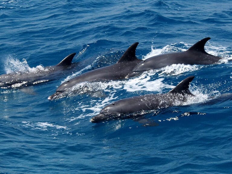 Dolphin House Schnorchel Tagesausflug