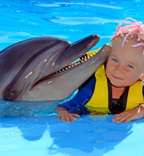 Delfinshow Makadi bay – Delfinarium Hurghada
