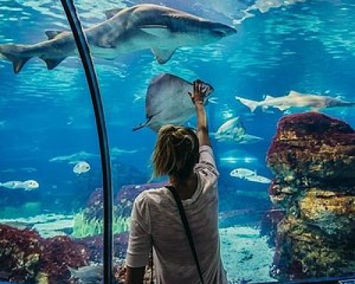 Hurghada Großes Aquarium