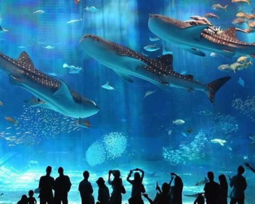 Hurghada Großes Aquarium