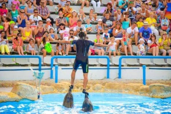 Dolphin Show