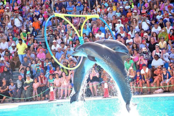 Dolphin Show Sharm El Sheikh