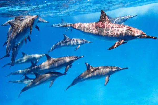 Dolphin House Tour