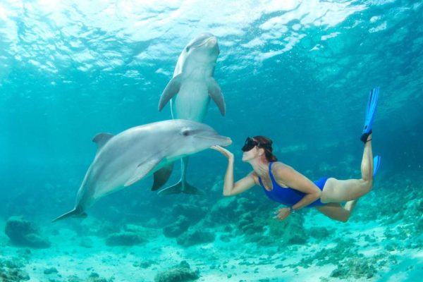 Dolphin House Tour