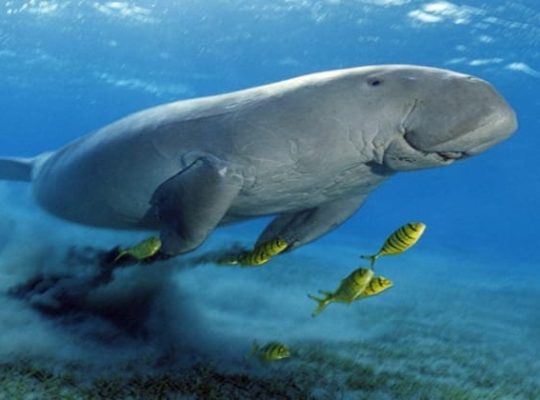 Abu Dabbab Schnorchel-Ausflug| Schwimmen mit Schildkröten ab Hurghada