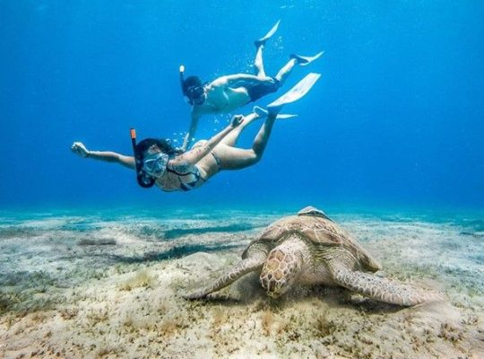 Abu Dabbab Schnorchel-Ausflug| Schwimmen mit Schildkröten ab Hurghada
