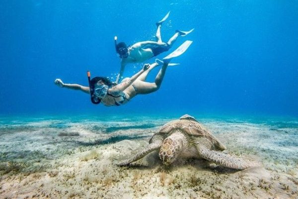 Abu Dabbab Schnorchel-Ausflug| Schwimmen mit Schildkröten ab Hurghada