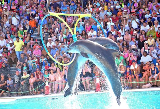 Delfinshow Makadi bay – Delfinarium Hurghada