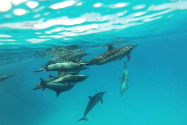 Dolphin House Tour