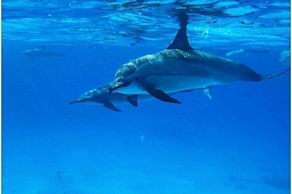 Dolphin House Tour