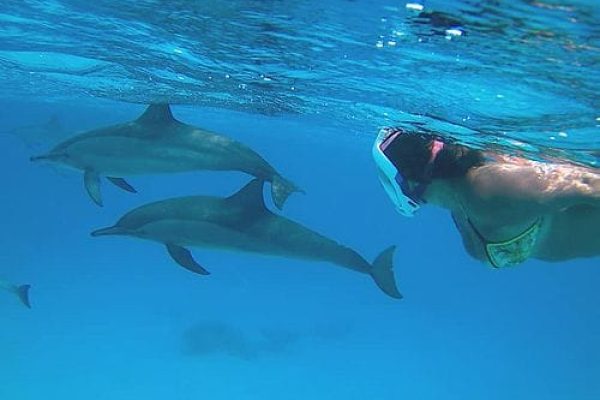 Dolphin House Tour