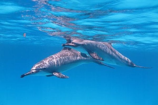 Dolphin House Tour