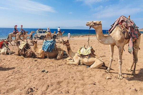 Discovery 4 in 1: Canyon & Dahab