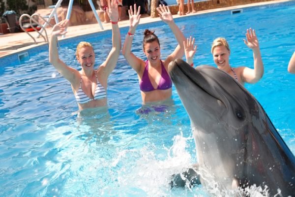 Dolphin Show Sharm El Sheikh