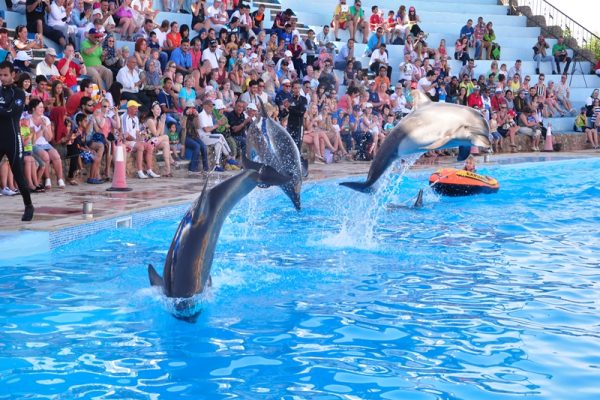 Dolphin Show Sharm El Sheikh
