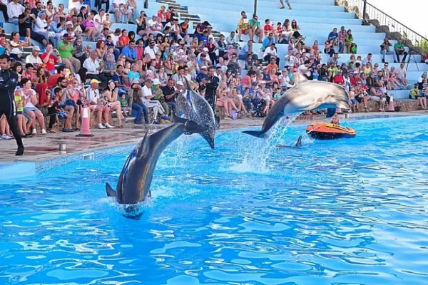 Dolphin Show Sharm El Sheikh