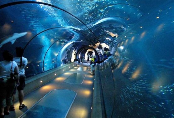 Hurghada Großes Aquarium