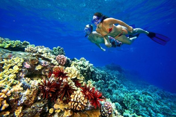 snorkel-trip-tiran-sharm (10)
