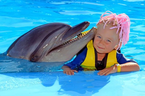 Dolphin Show