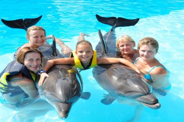 Dolphin Show