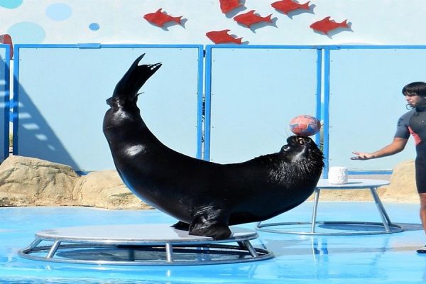 Dolphin Show