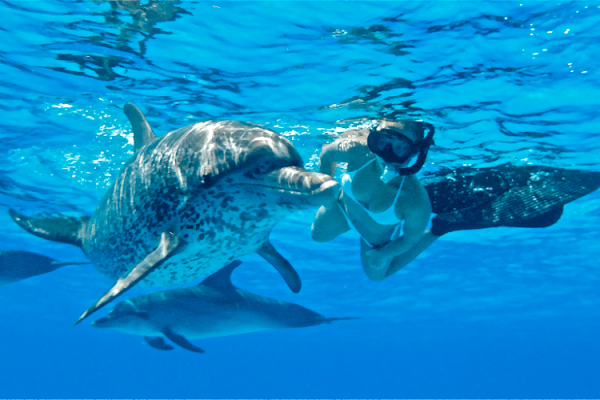 Dolphin House Tour