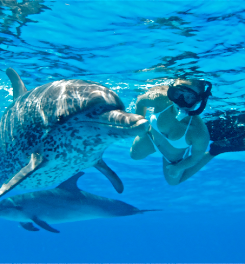 Dolphin House Schnorchel Tagesausflug