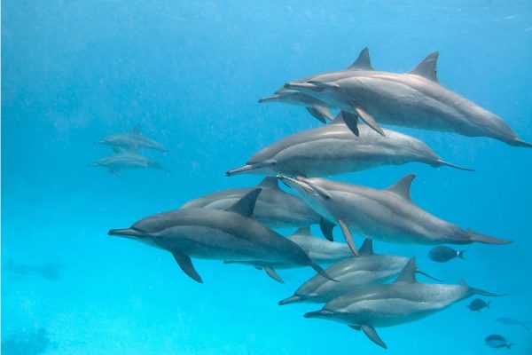 Dolphin House Tour