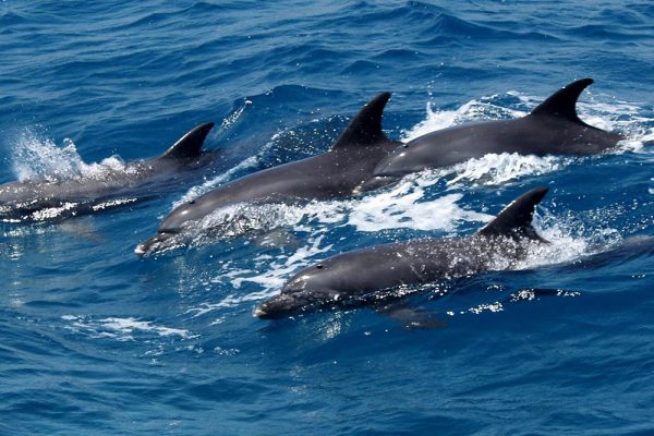 Dolphin House Tour