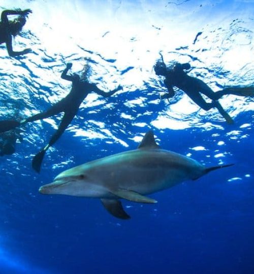 Dolphin House Schnorchel Tagesausflug