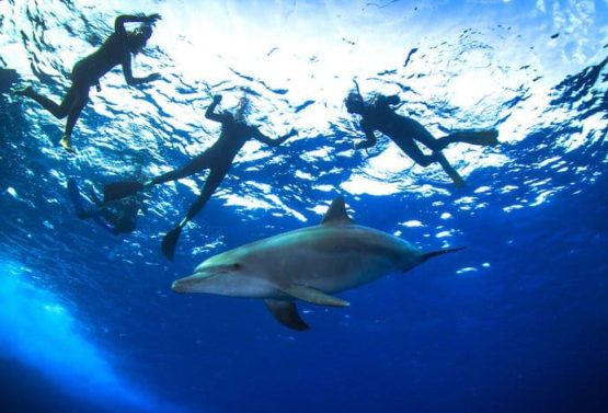 Dolphin House Schnorchel Tagesausflug
